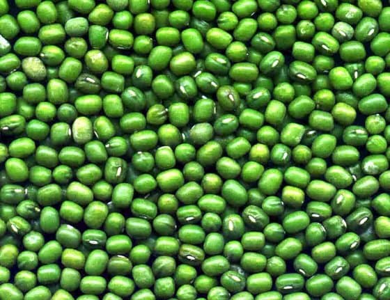 Green Mung Beans for export